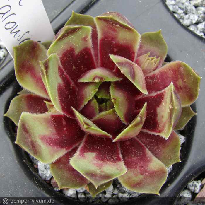 aufgenommen am 2.5.2018