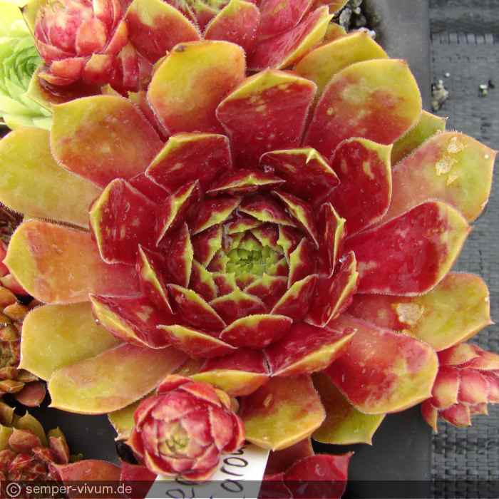 aufgenommen am 27.6.2017