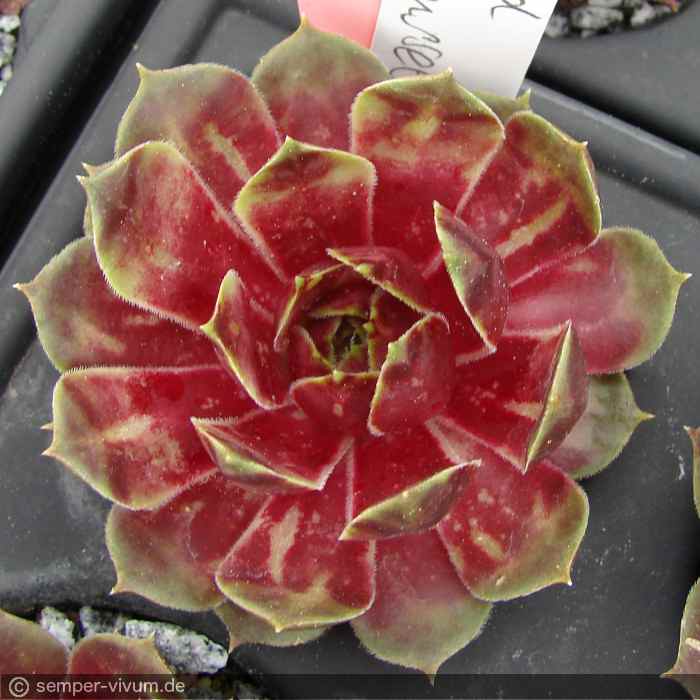 aufgenommen am 31.5.2018