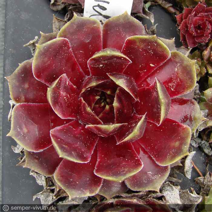 aufgenommen am 30.4.2018