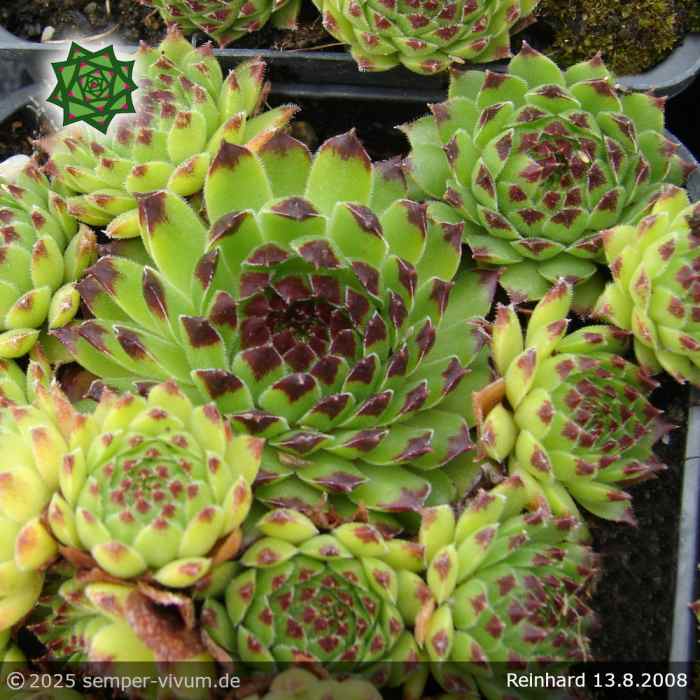Sempervivum 'Reinhard'
