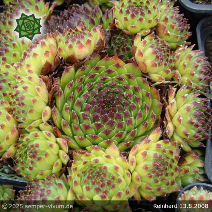 Sempervivum 'Reinhard'