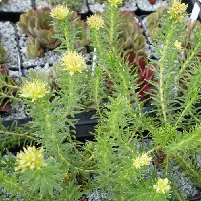 Rhodiola wallichiana crassipes
