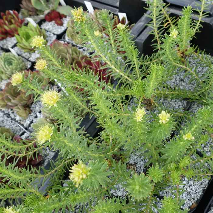 Rhodiola wallichiana crassipes