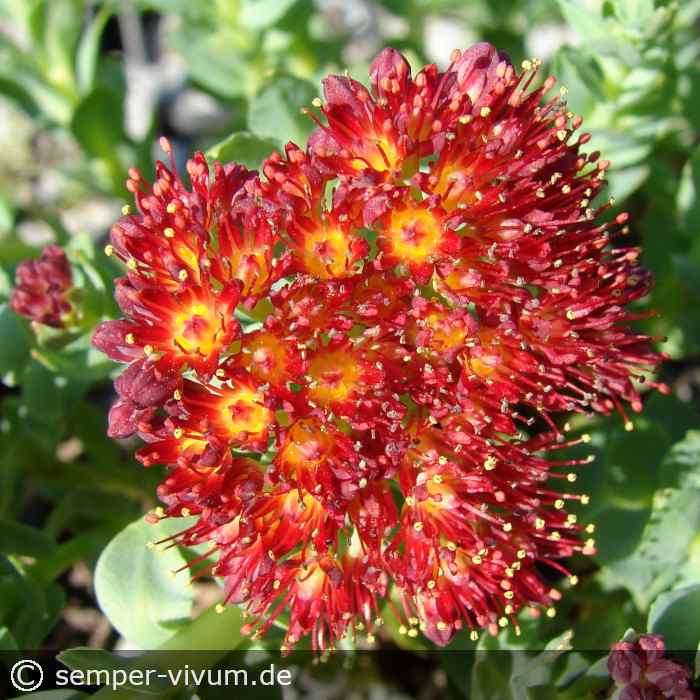 die Blüten der Mutterpflanze, aufgenommen am 15. April 2009