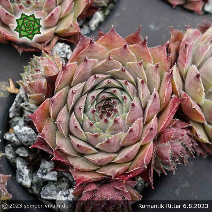 Sempervivum 'Romantik Ritter'