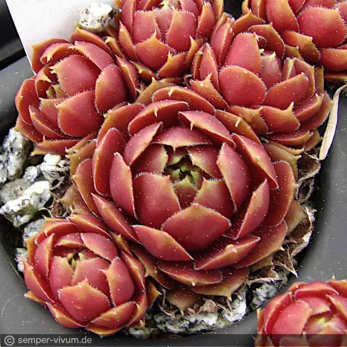 aufgenommen am 1.5.2017