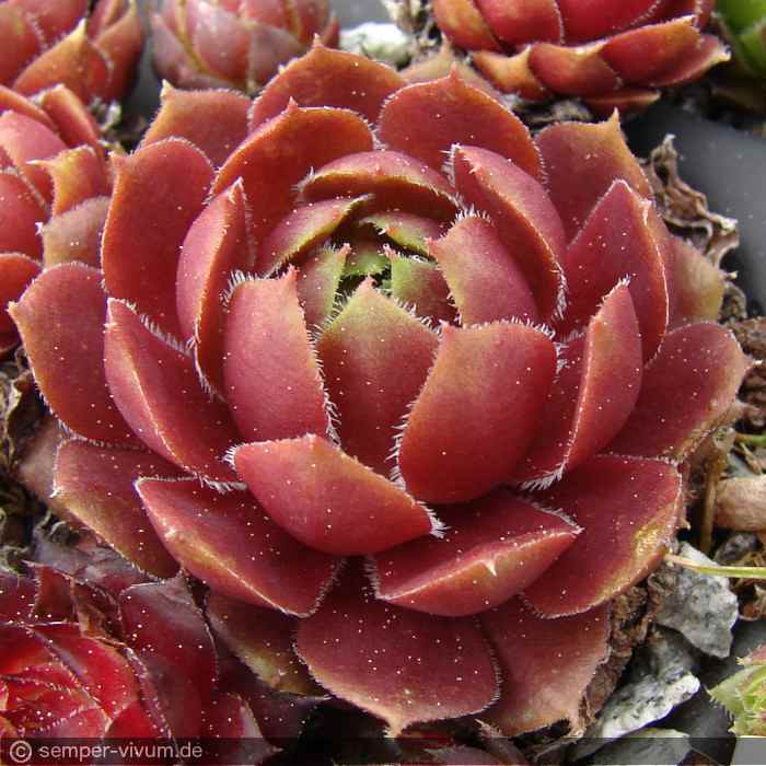 aufgenommen am 1.5.2017