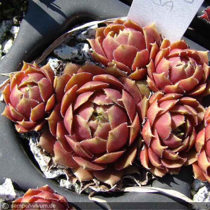 aufgenommen am 10.4.2017