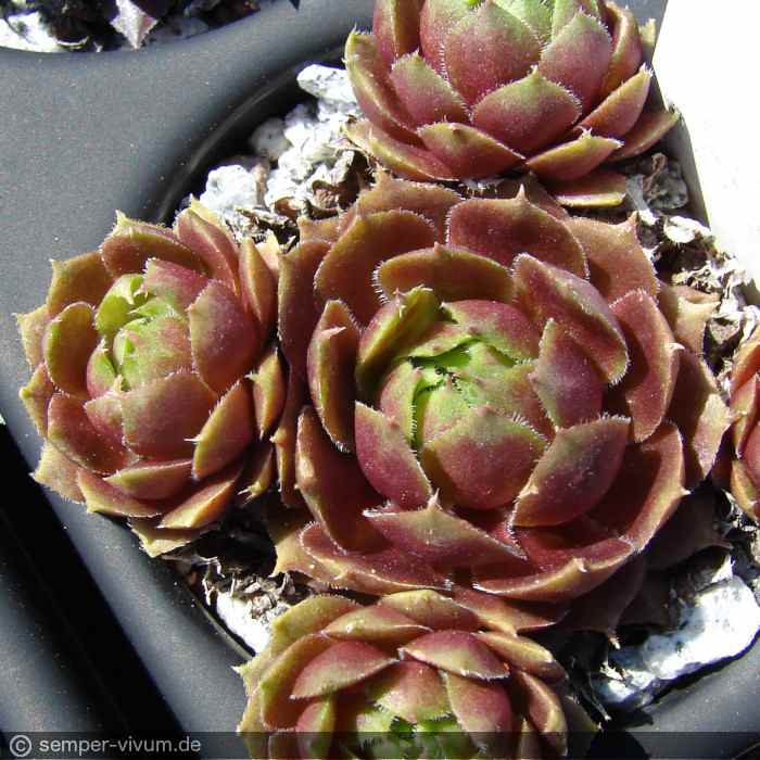 aufgenommen am 17.4.2019