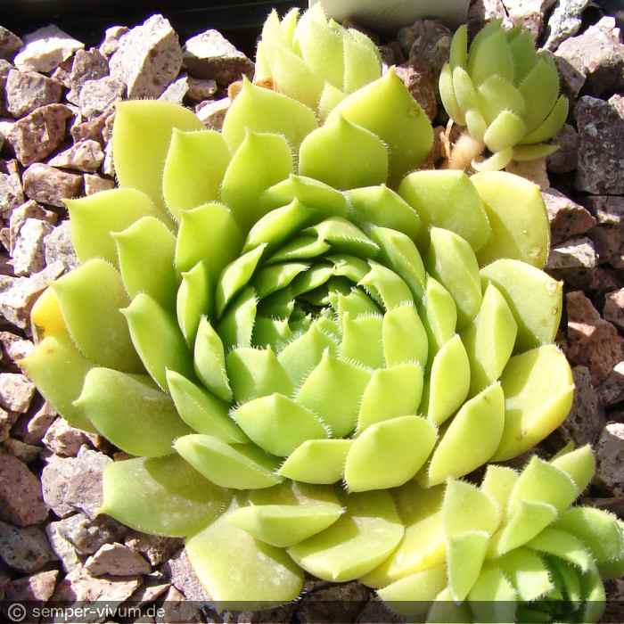 aufgenommen am 26.6.2020