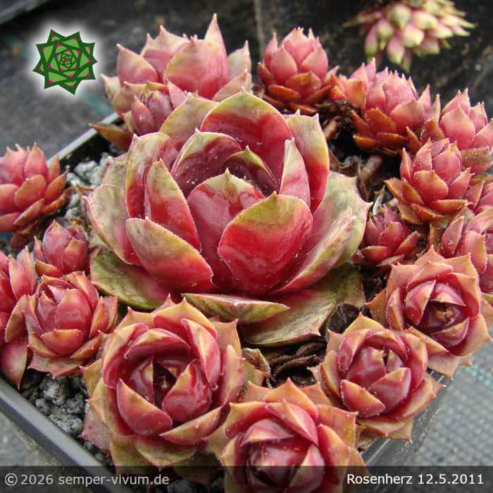 Sempervivum 'Rosenherz'