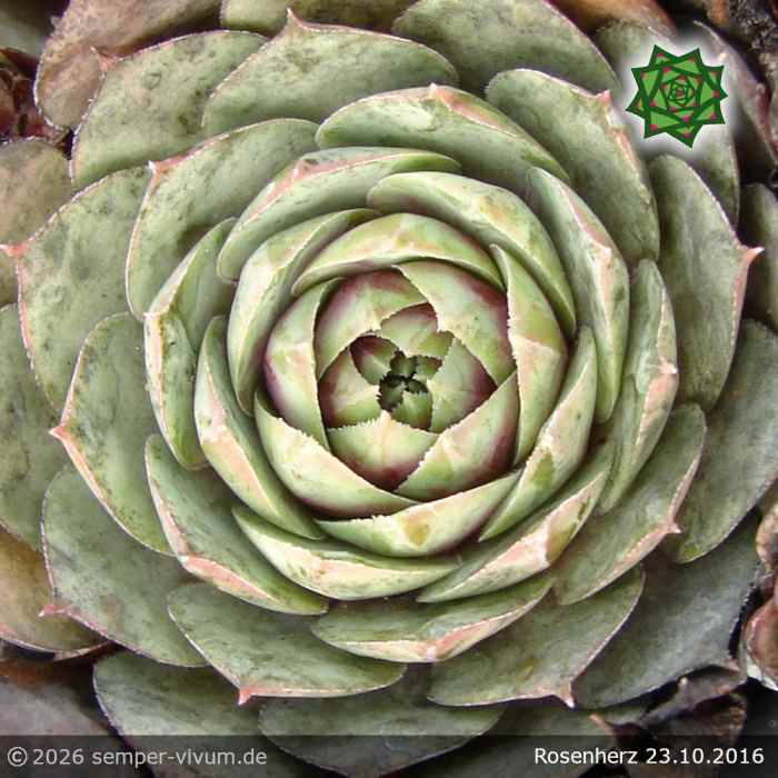 Sempervivum 'Rosenherz'