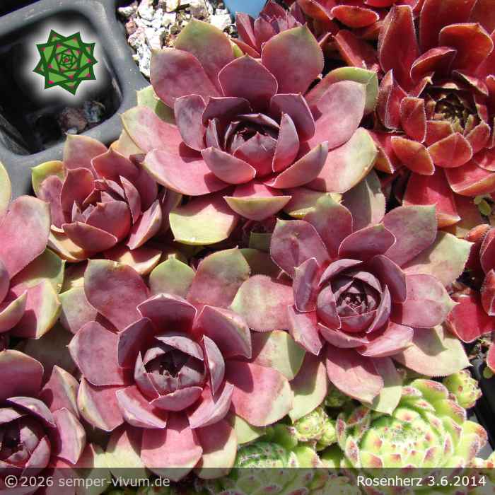 Sempervivum 'Rosenherz'