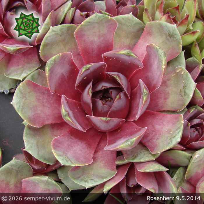 Sempervivum 'Rosenherz'
