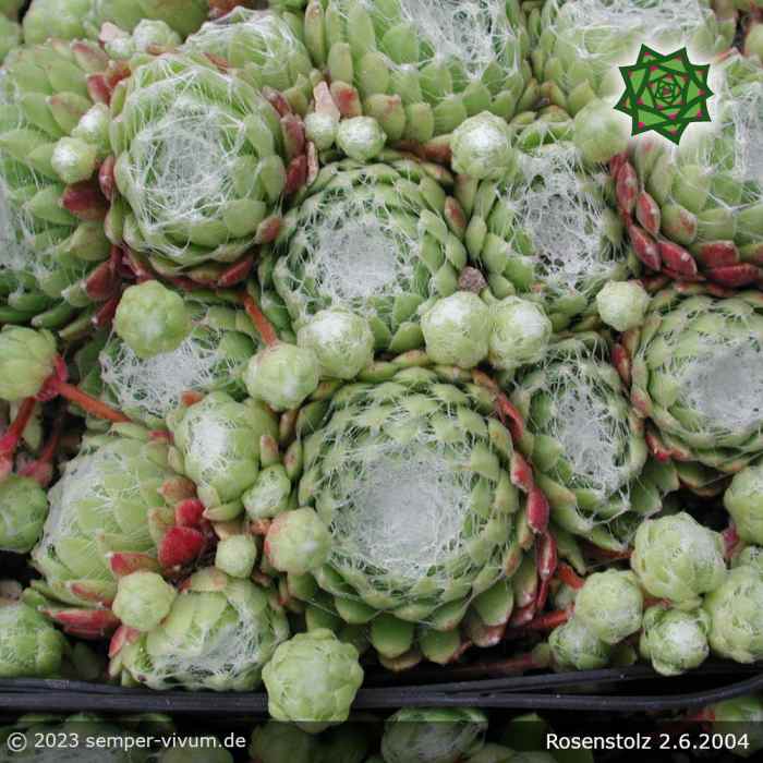 Sempervivum 'Rosenstolz'