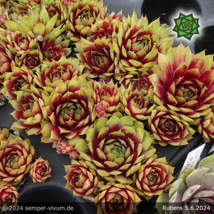 Sempervivum 'Rubens'