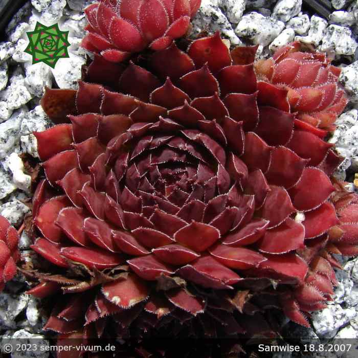 Sempervivum 'Samwise'