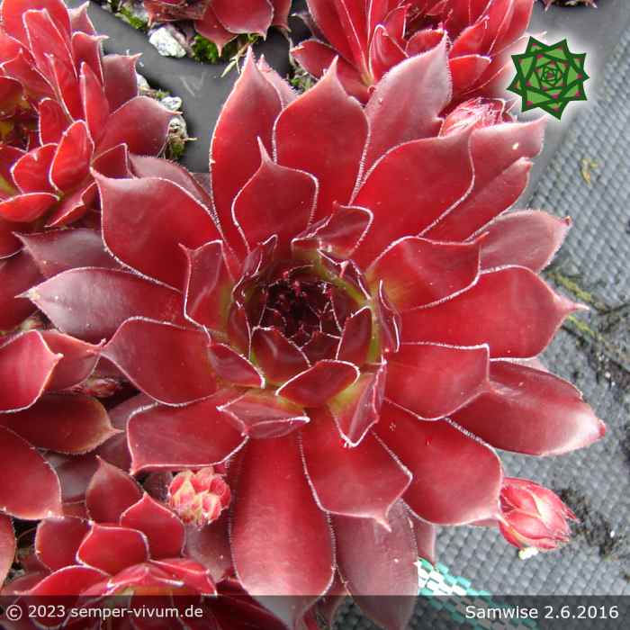 Sempervivum 'Samwise'