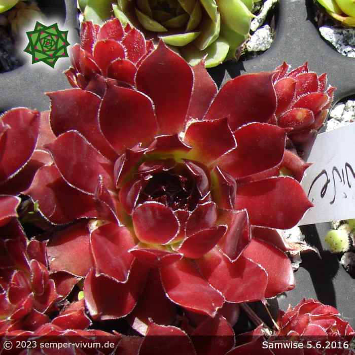 Sempervivum 'Samwise'