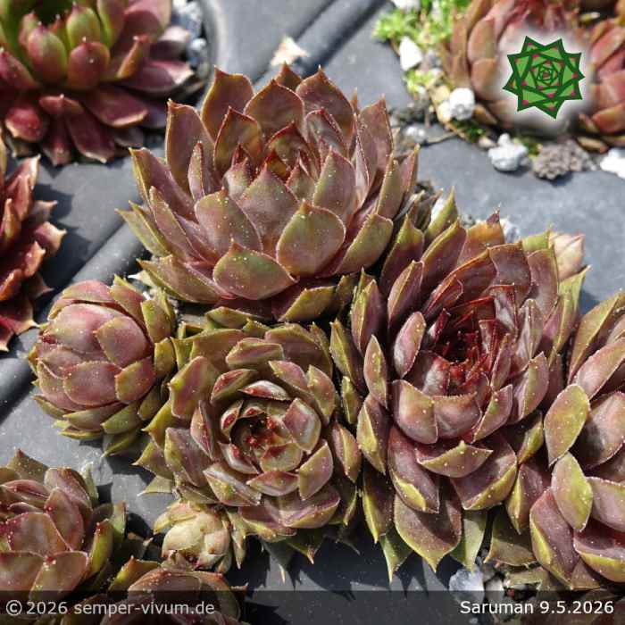 Sempervivum 'Saruman'