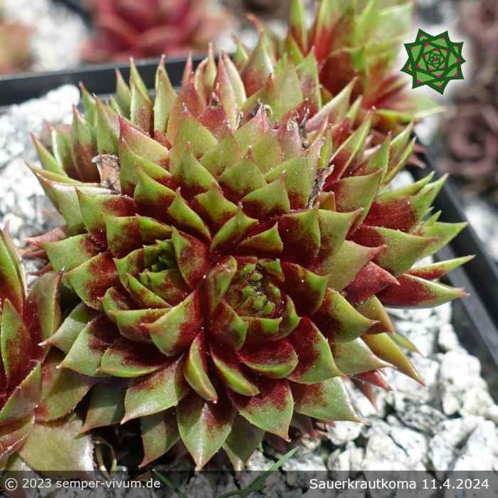 Sempervivum 'Sauerkrautkoma'