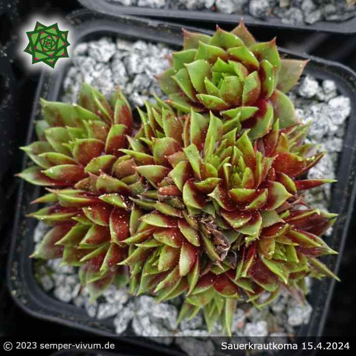 Sempervivum 'Sauerkrautkoma'