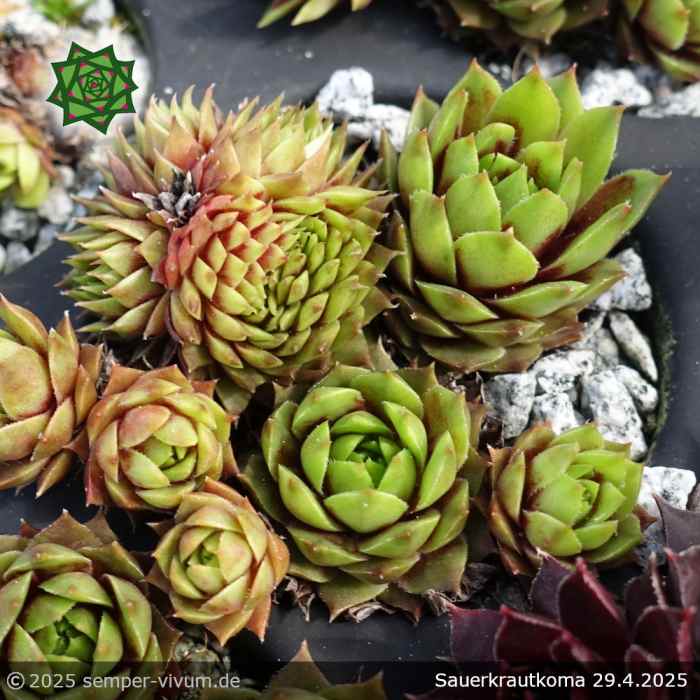 Sempervivum 'Sauerkrautkoma'