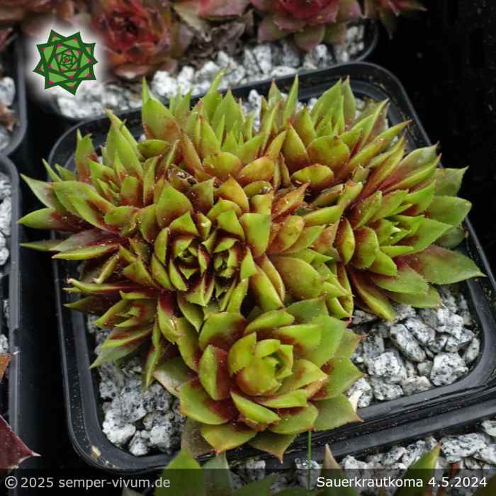 Sempervivum 'Sauerkrautkoma'