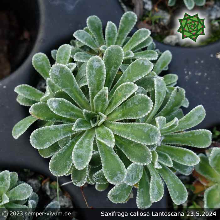 Saxifraga callosa var. australis 'Lantoscana'