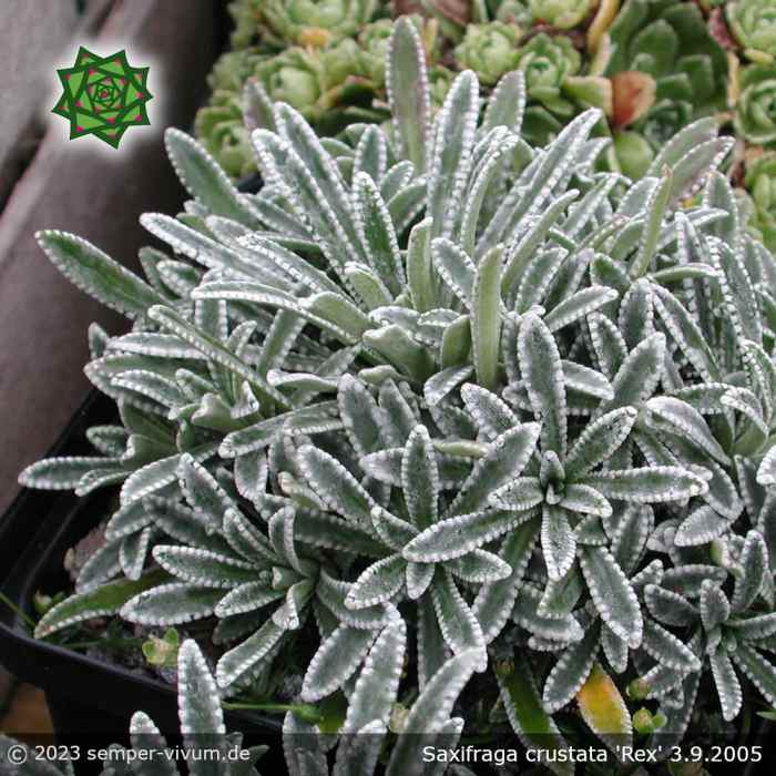 Saxifraga crustata 'Rex'