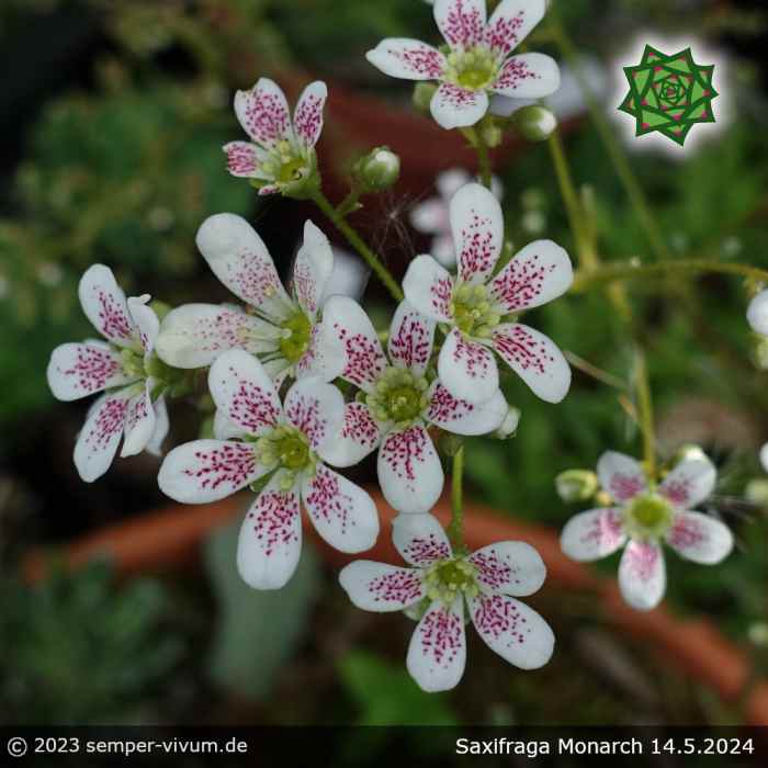 Saxifraga 'Monarch'