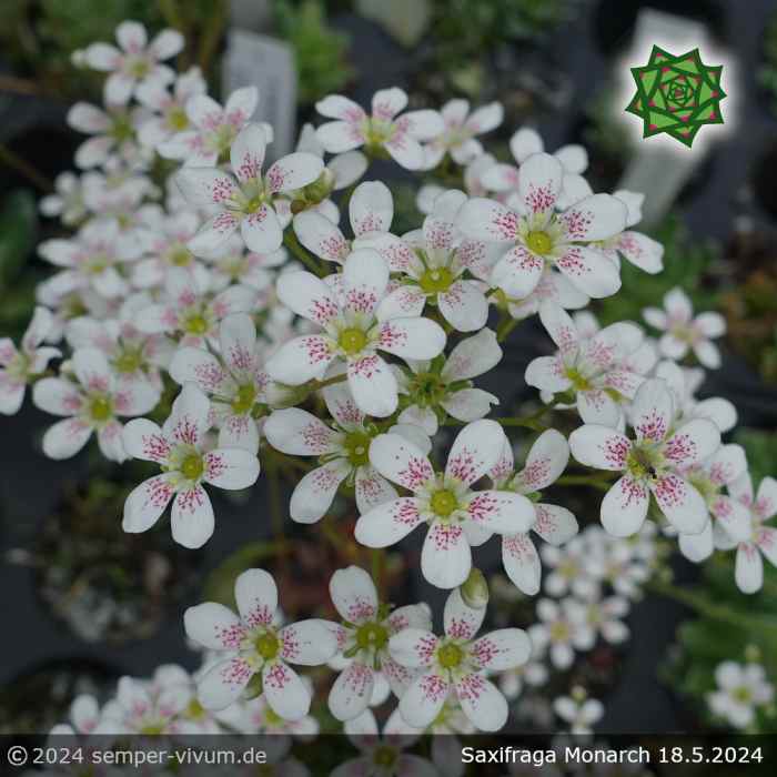 Saxifraga 'Monarch'