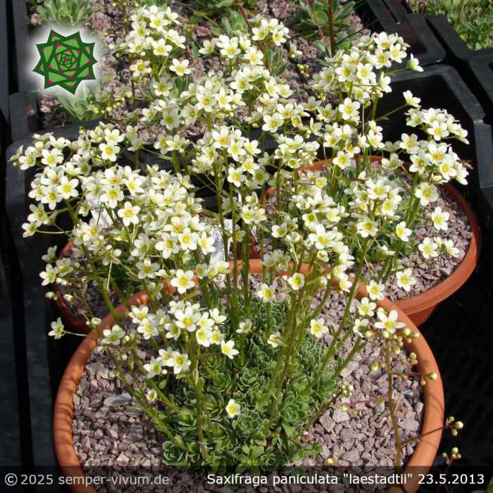 Saxifraga paniculata "laestadtii"