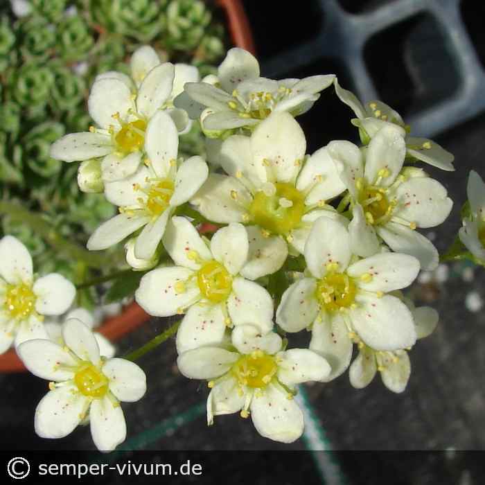 Saxifraga paniculata "laestadtii"