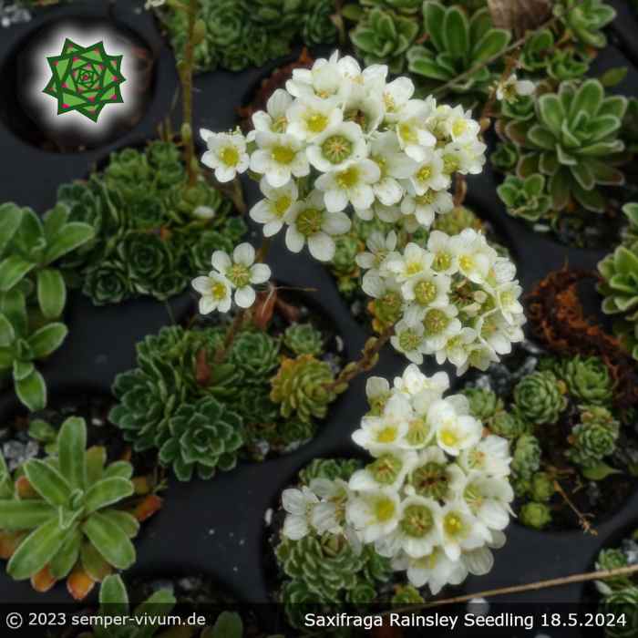 Saxifraga 'Rainsley Seedling'