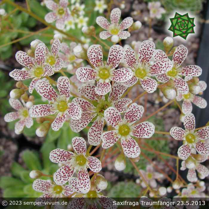 Saxifraga 'Traumfänger'