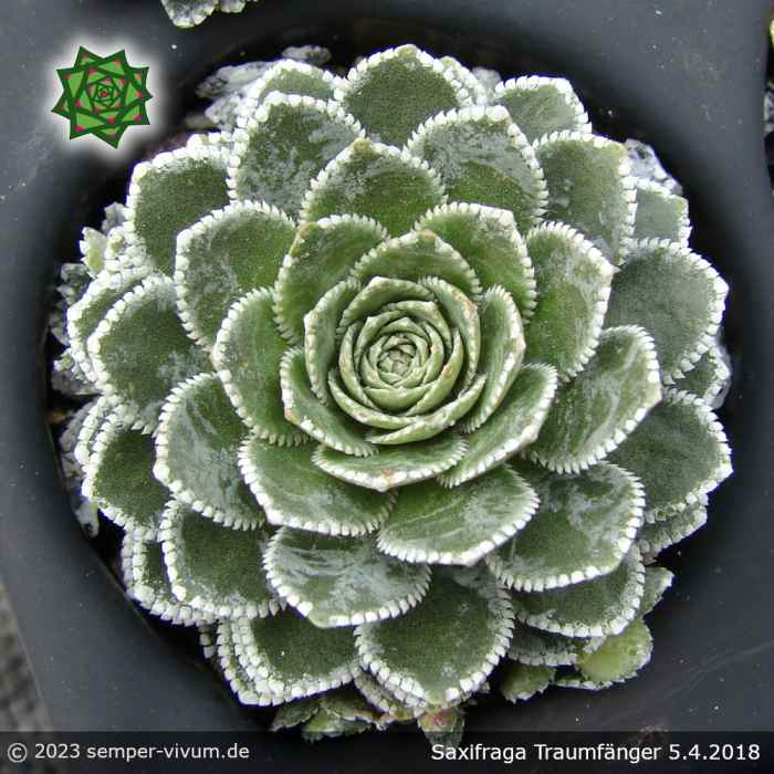 Saxifraga 'Traumfänger'