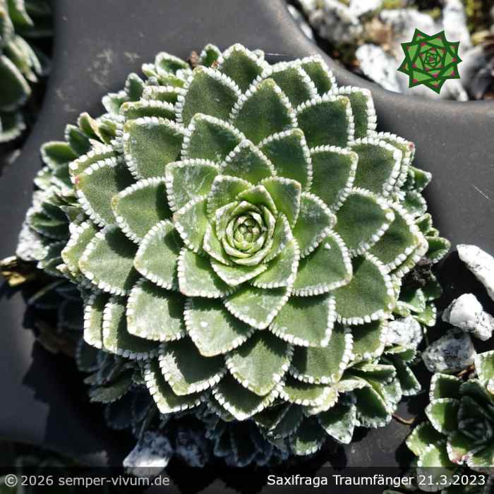 Saxifraga 'Traumfänger'
