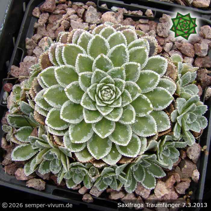 Saxifraga 'Traumfänger'