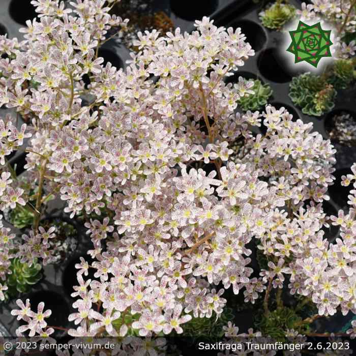 Saxifraga 'Traumfänger'
