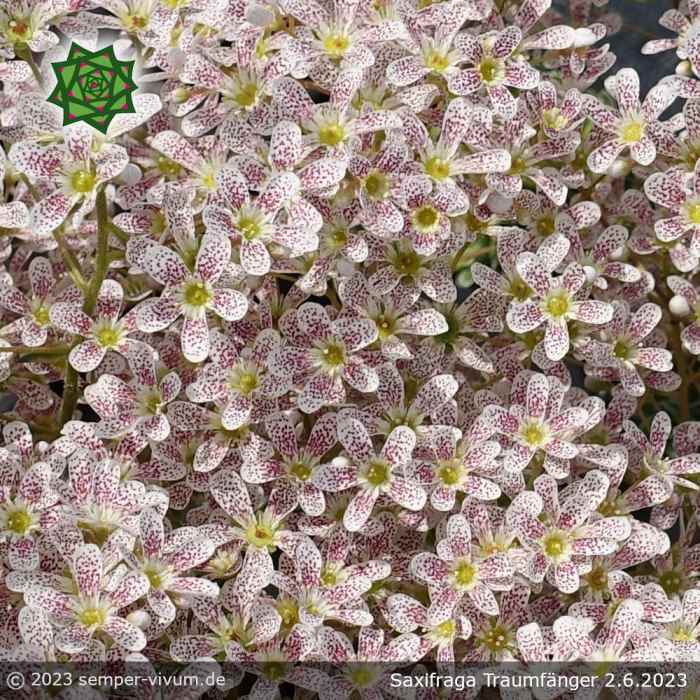 Saxifraga 'Traumfänger'