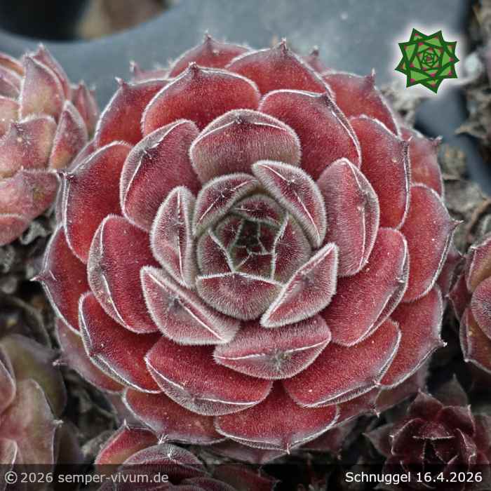 Sempervivum 'Schnuggel'