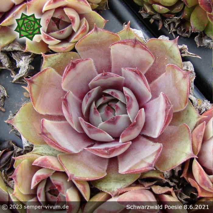 Sempervivum 'Schwarzwald Poesie'