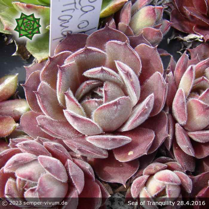 Sempervivum 'Sea of Tranquility'