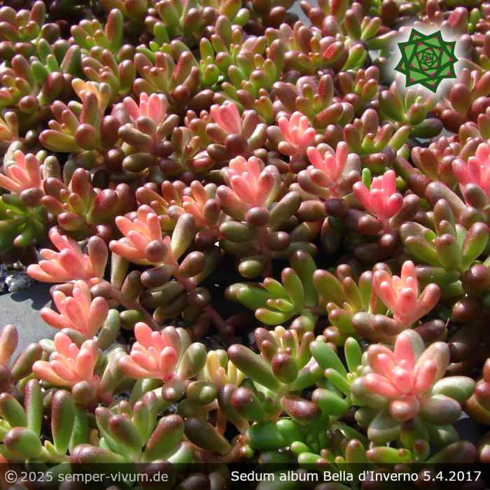 Sedum album 'Bella d'Inverno'