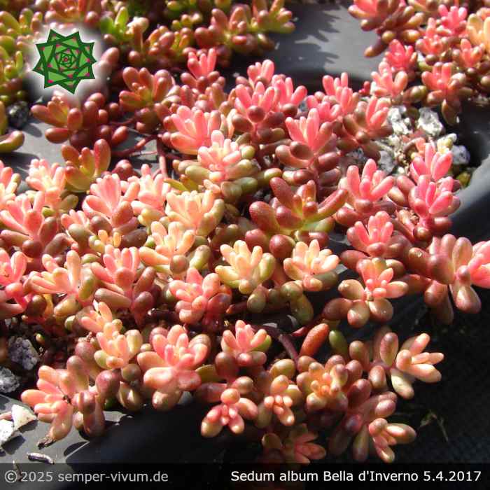 Sedum album 'Bella d'Inverno'