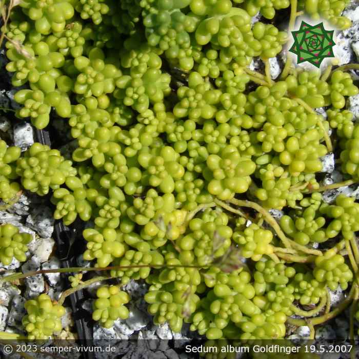 Sedum album 'Goldfinger'