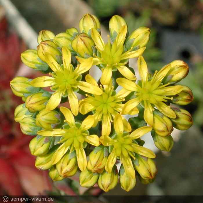 Blüte, aufgenommen am 18. Juni 2006