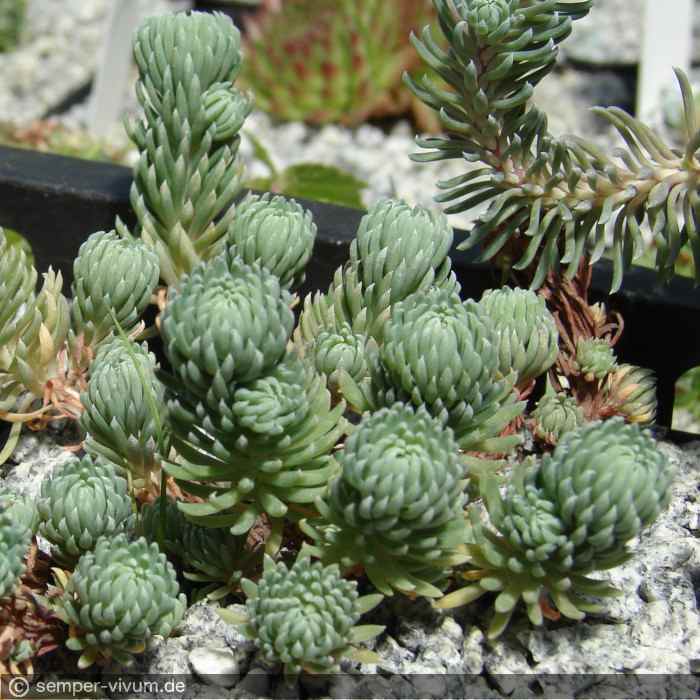 aufgenommen am 7. August 2008